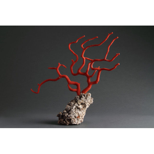 Antique Natural Specimen of a Branch of Red Coral